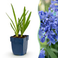 Agapanthus africanus (African lily) – blue – 24 plants, Ø11 cm, 15–25 cm high