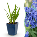 Agapanthus africanus (African lily) – blue – 24 plants, Ø11 cm, 15–25 cm high