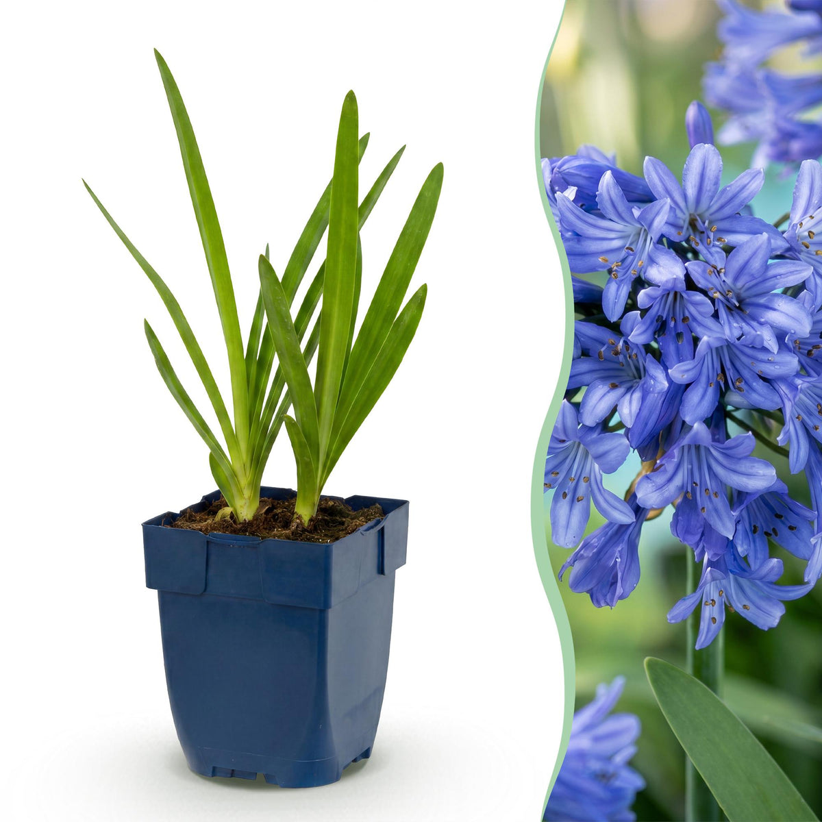 Agapanthus africanus (African lily) – blue – 24 plants, Ø11 cm, 15–25 cm high