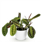 Maranta Fascinator Tricolour (bedplant) i Potter-pyntepotte hvid – Ø12 cm, 25 cm høj