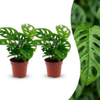 2× Monstera adansonii (Mini-Monstera) – Ø12 cm, 25 cm hoch