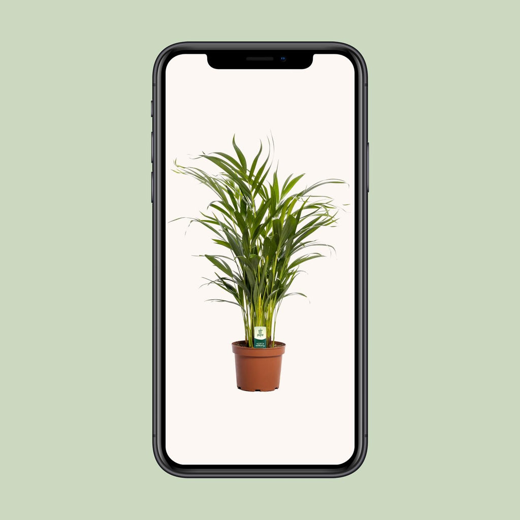 Dypsis lutescens (goudpalm) – Ø17 cm, 65 cm hoog