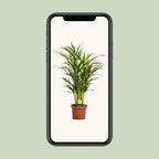 Dypsis lutescens (goudpalm) – Ø17 cm, 65 cm hoog