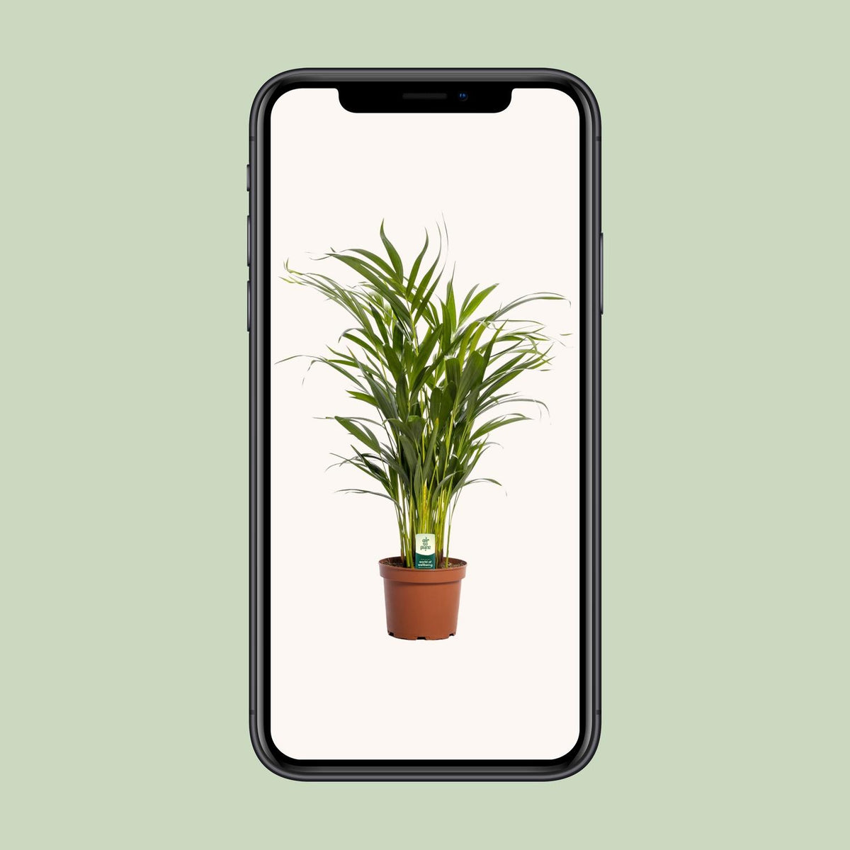 Dypsis lutescens (goudpalm) – Ø17 cm, 65 cm hoog