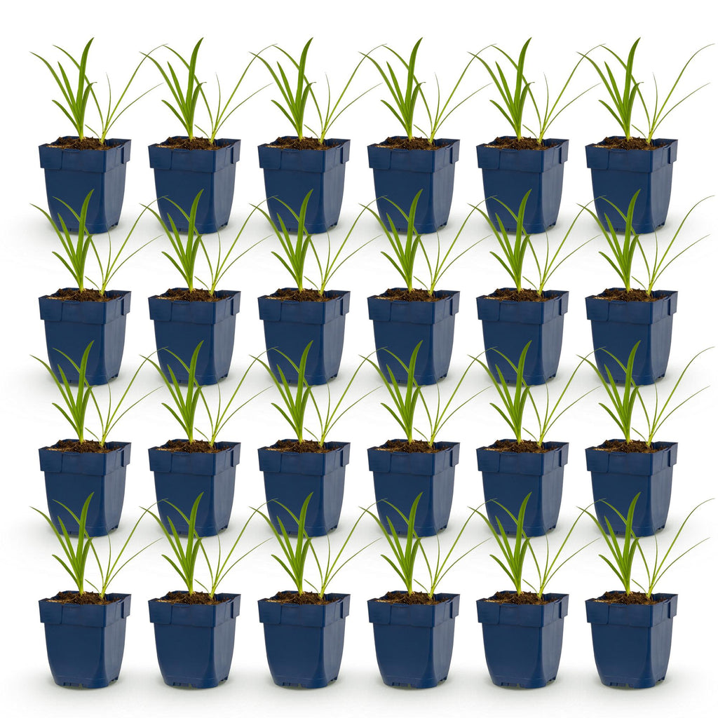 Agapanthus africanus 'Albus' (agapanthe africaine) – blanc – 24 plantes, Ø11 cm, 15–25 cm de haut – photo 2