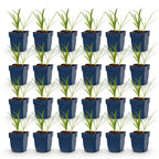 Agapanthus africanus 'Albus' (agapanthe africaine) – blanc – 24 plantes, Ø11 cm, 15–25 cm de haut