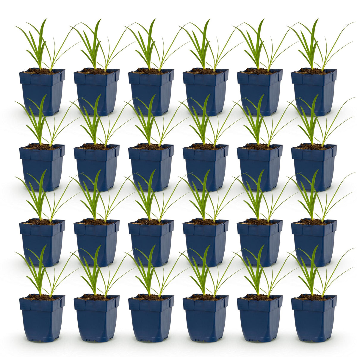 Agapanthus africanus 'Albus' (agapanthe africaine) – blanc – 24 plantes, Ø11 cm, 15–25 cm de haut – photo 2