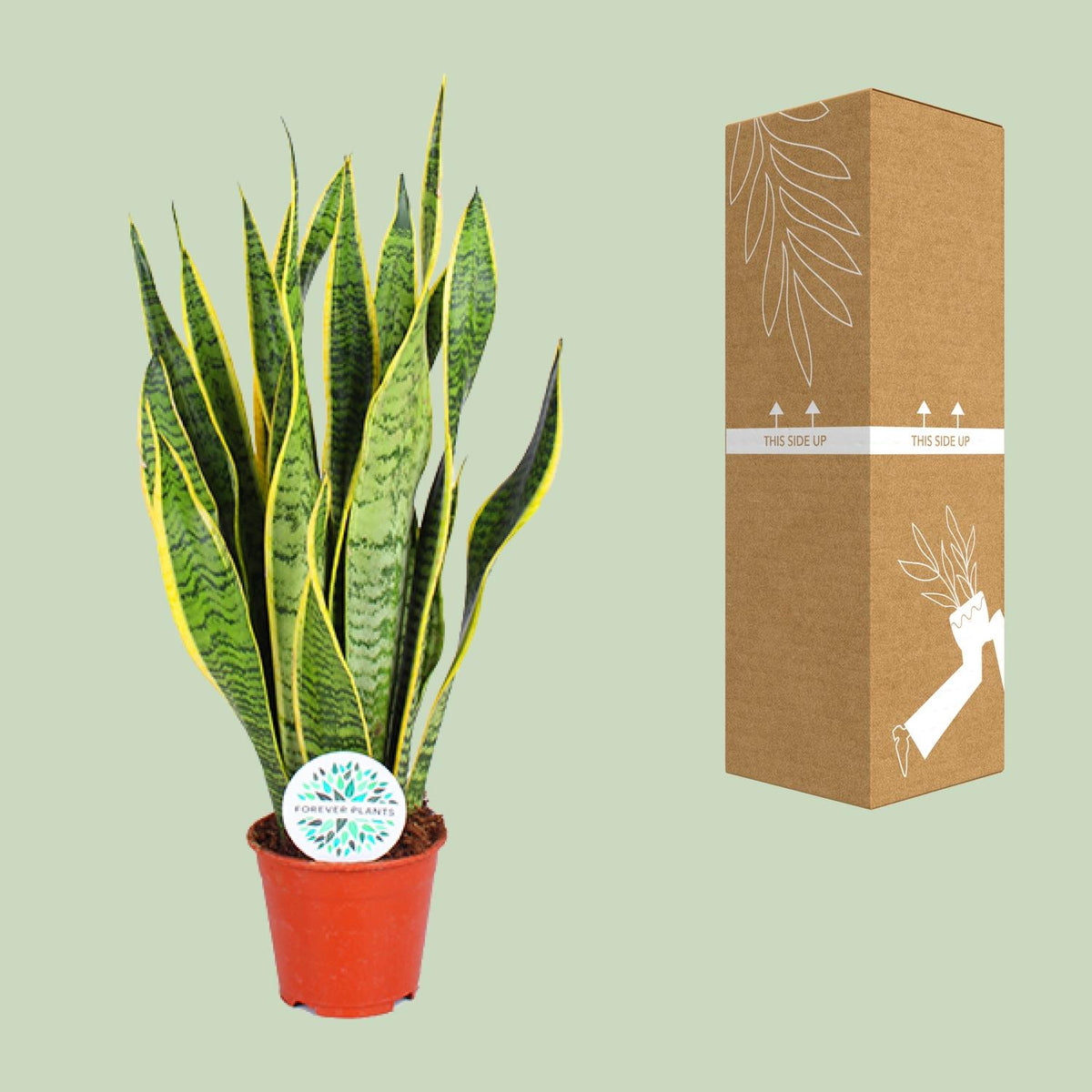 Sansevieria trifasciata Laurentii (vrouwentong) – Ø14 cm, 50 cm hoog