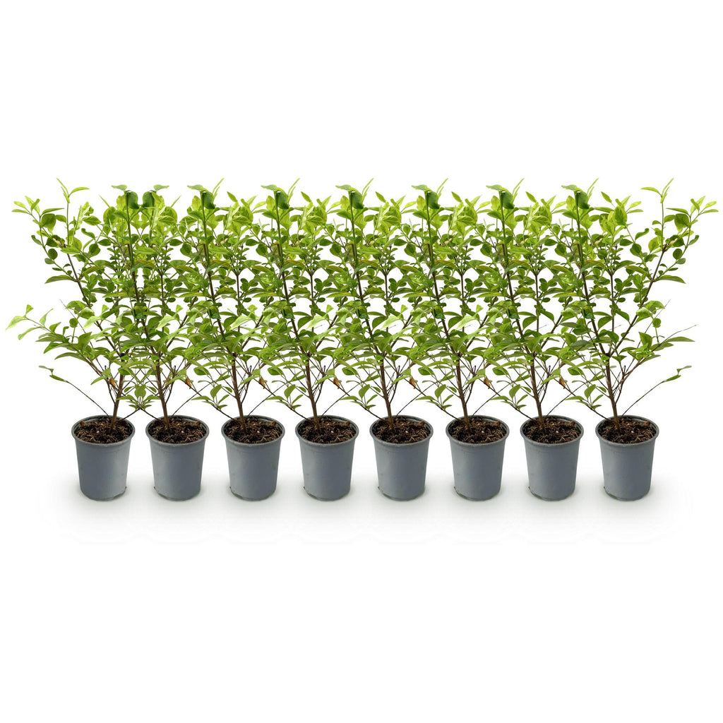 Ligustrum ovalifolium 'Aureum' (golden privet) – 8 plants, Ø9 cm, 35–45 cm high – photo 2