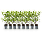Ligustrum ovalifolium 'Aureum' (golden privet) – 8 plants, Ø9 cm, 35–45 cm high