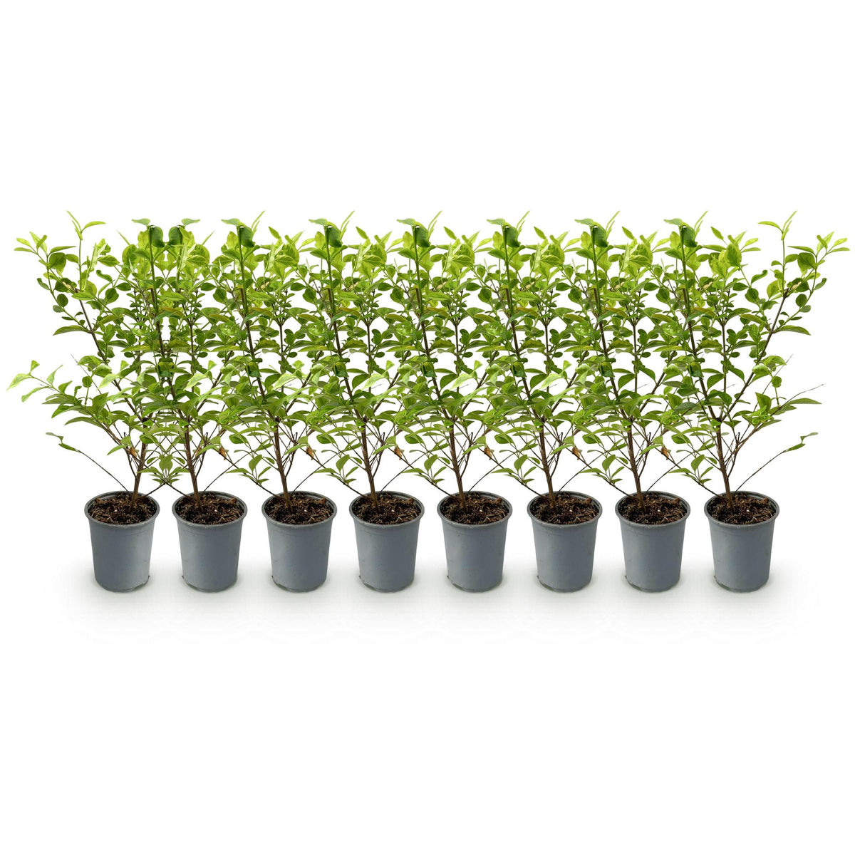 Ligustrum ovalifolium 'Aureum' (golden privet) – 8 plants, Ø9 cm, 35–45 cm high – photo 2