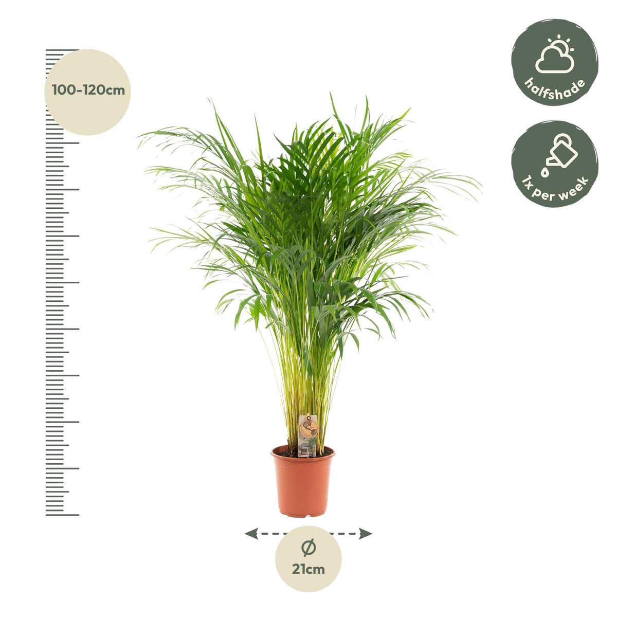 Arekapalmsväxt (Dypsis) – Ø21 cm, 100 cm hög