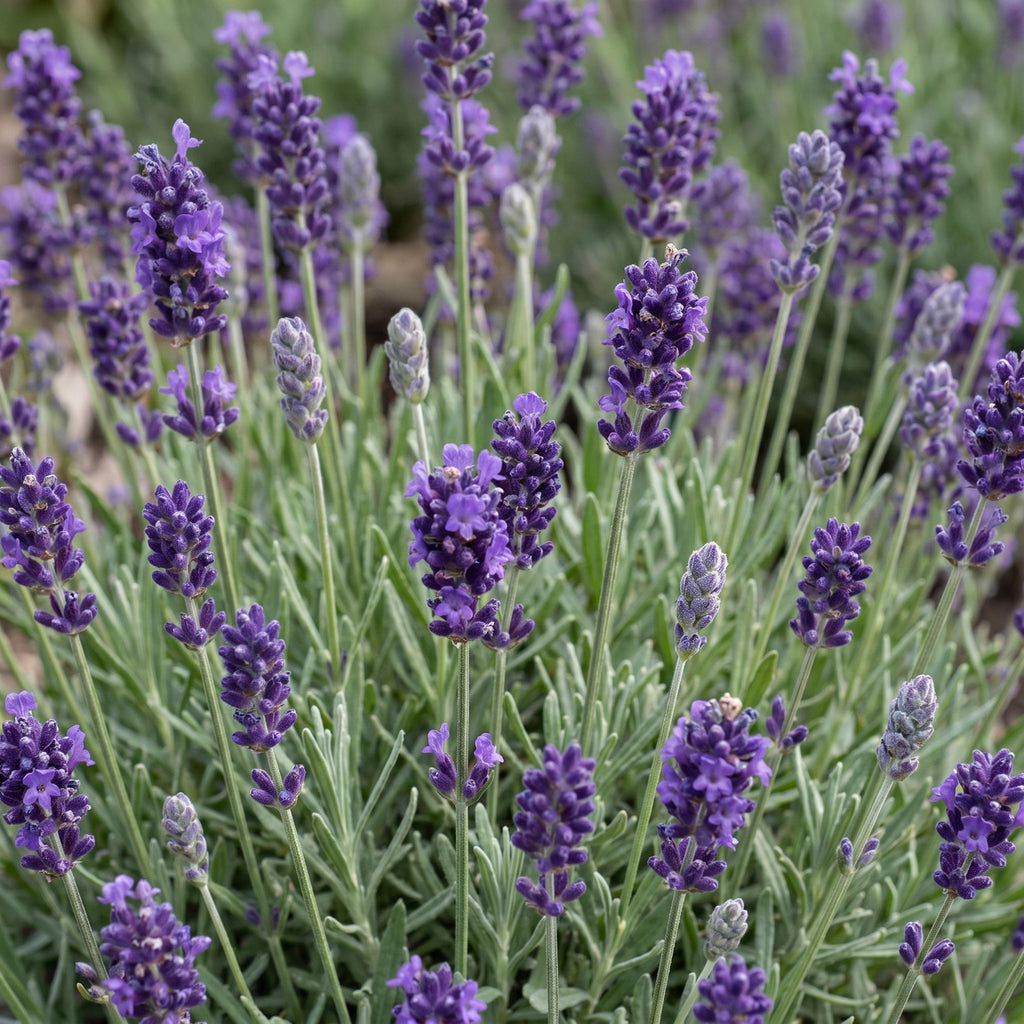 Lavandula angustifolia 'Munstead' (lavande) – violet – 6 plants, Ø11 cm, 15–25 cm de haut – photo 5