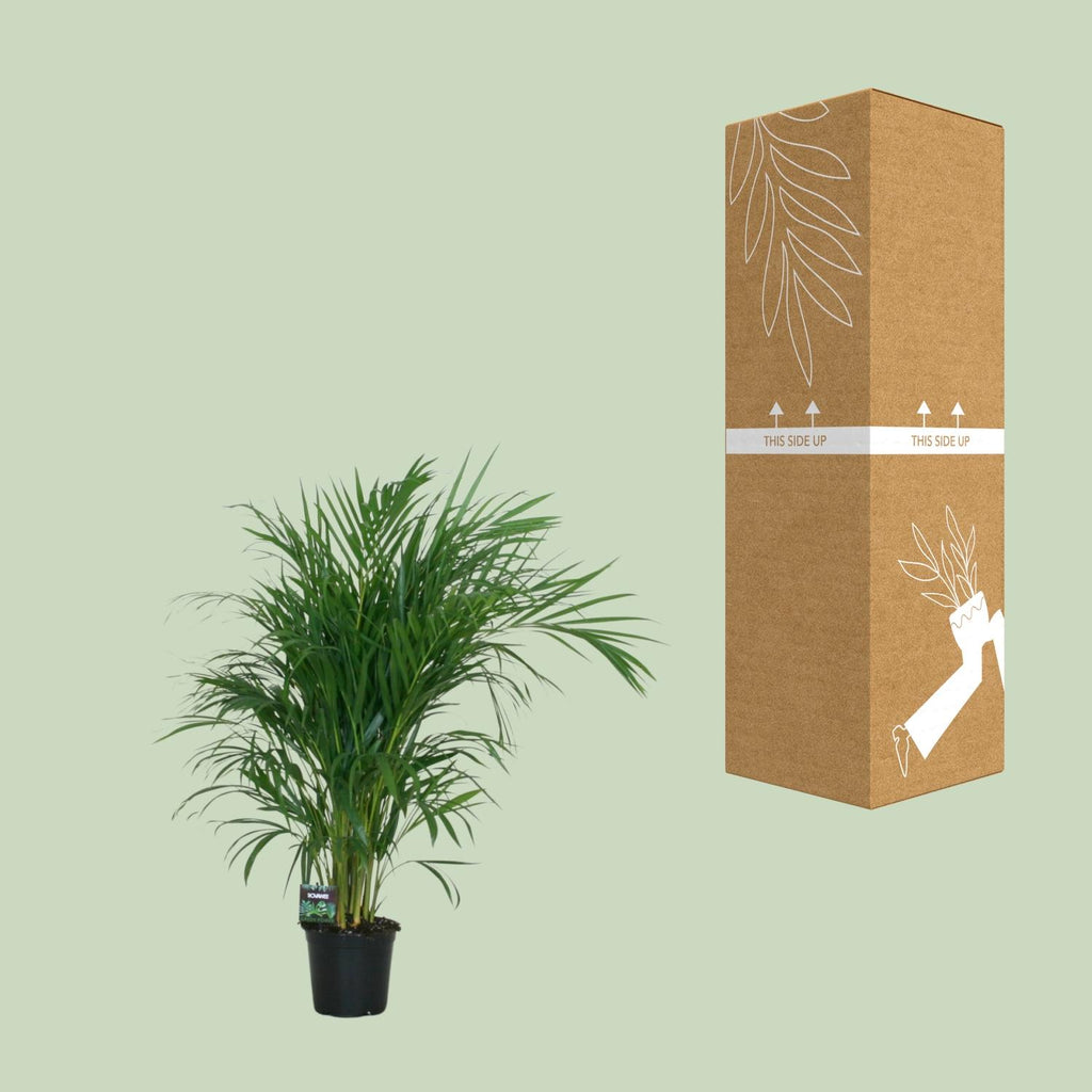 Dypsis lutescens 120 (goudpalm) – Ø19 cm, 100 cm hoog