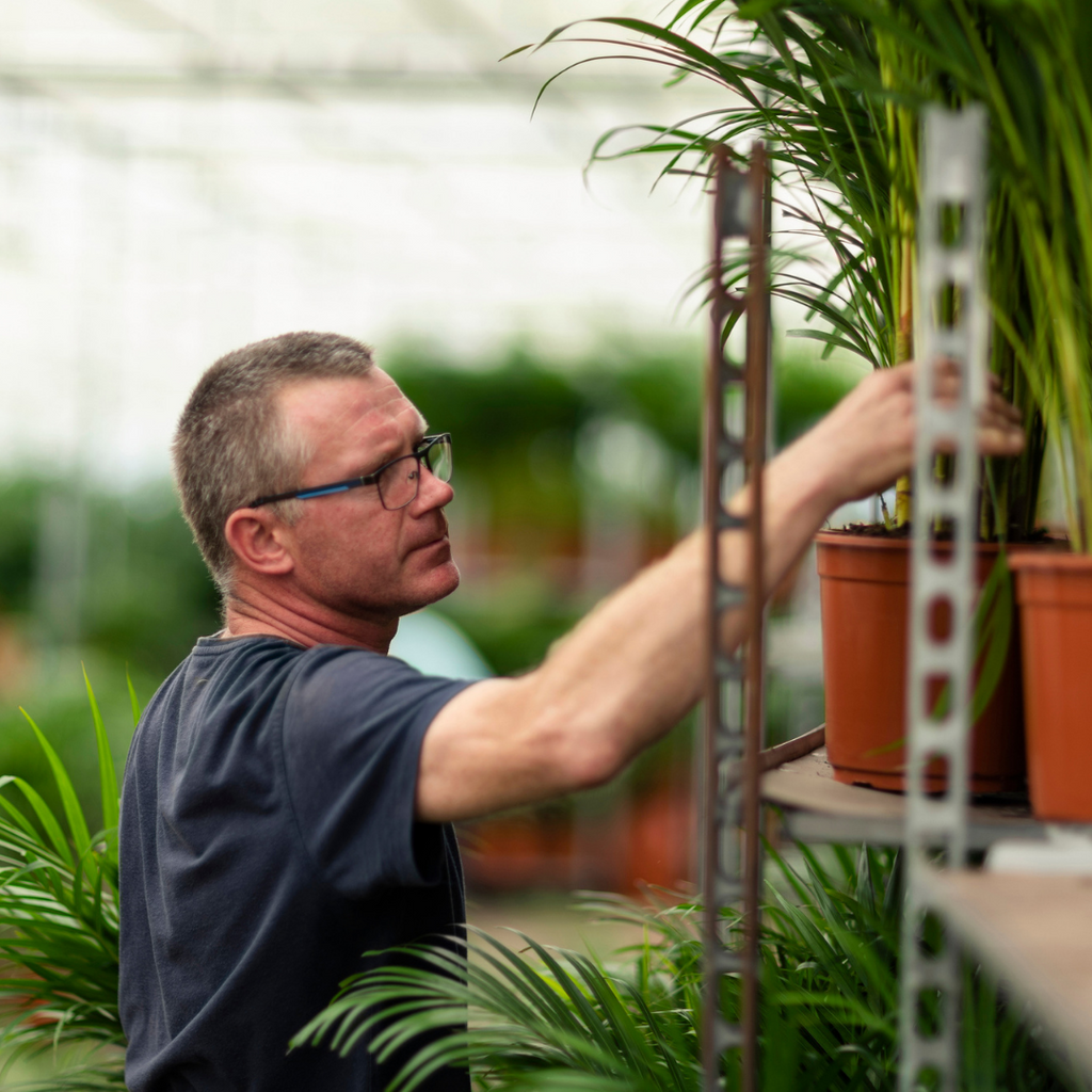 Dracaena marginata (arbre dragonnier) – Ø21 cm, 110 cm de haut