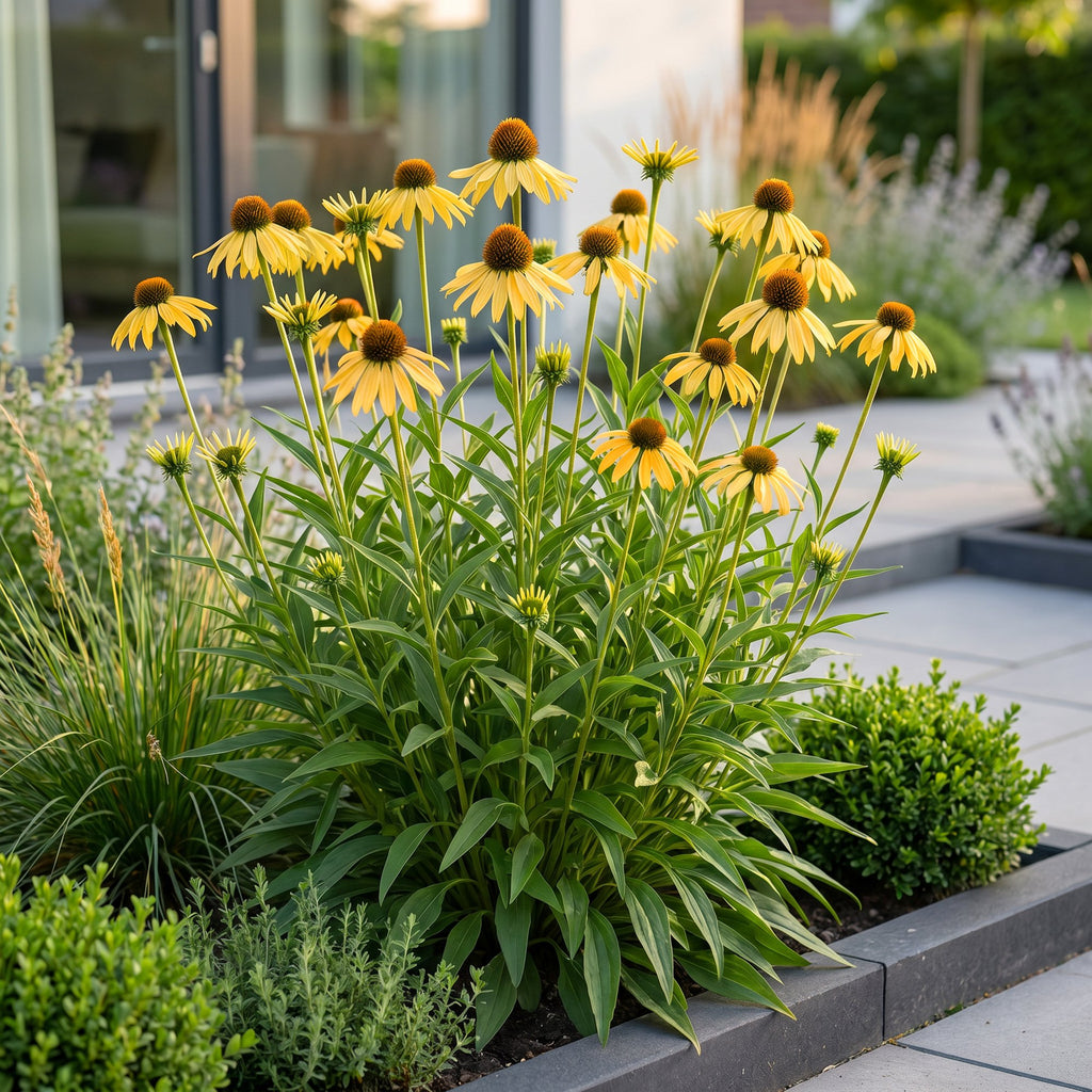 Echinacea paradoxa (échinacée paradoxe) – jaune – 12 plantes, Ø11 cm, 15–25 cm de haut – photo 6