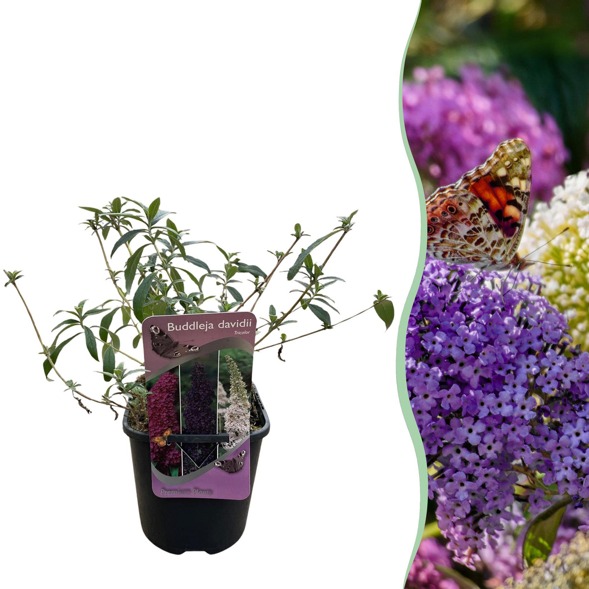 Buddleja davidii 'Tricolour' (vlinderstruik) – roze-wit-paars – Ø17 cm, 30 cm hoog
