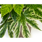 Fatsia Japonica Spider's Web (Fingermonster) – Ø19 cm, 40–50 cm hoch