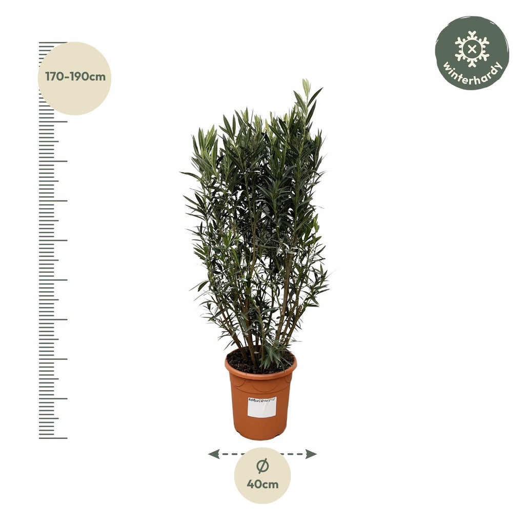 Nerium 'Oleander' – Ø40 cm, 180 cm high – photo 2