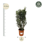 Nerium 'Oleander' – Ø40 cm, 180 cm high