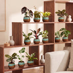 12× Verrassingsbox kamerplantjes incl. Copper Reef – Ø6 cm, 5–15 cm hoog