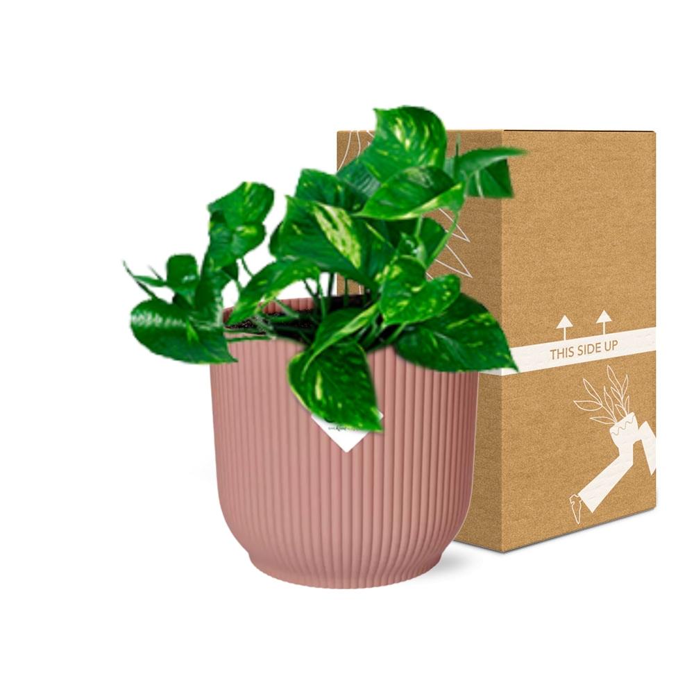 Epipremnum Pinnatum ‘Aureum’ i ELHO Vibes Fold 14 cm pink (scindapsus) – 20 cm høj