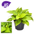 Homalomena Lemon Lime – Ø15 cm, 30 cm high