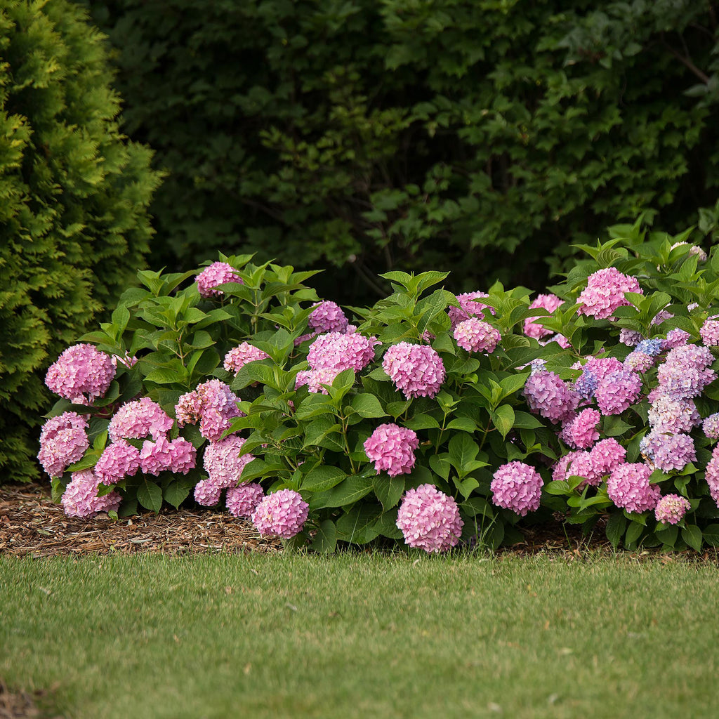 Hydrangea 'Endless Summer The Original Pink' (Hortensie) – rosa – Ø 14 cm, 20–25 cm hoch – Bild 6