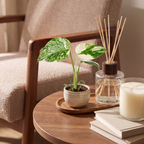 Monstera Crème Brûlée (plante percée) – Ø6 cm, 14 cm de haut