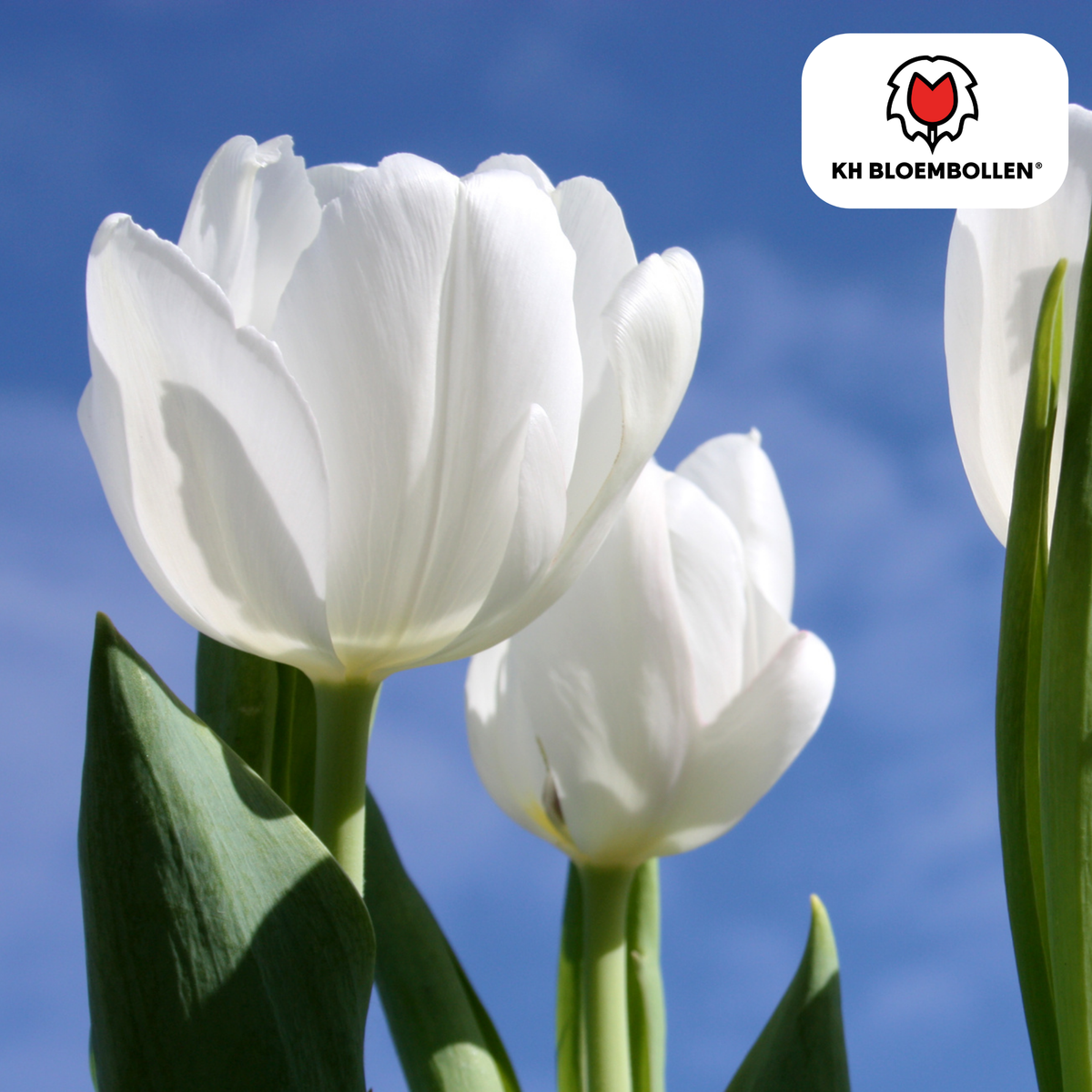Tulp 'Catherina' – 20 bloembollen (bolmaat 11/12)