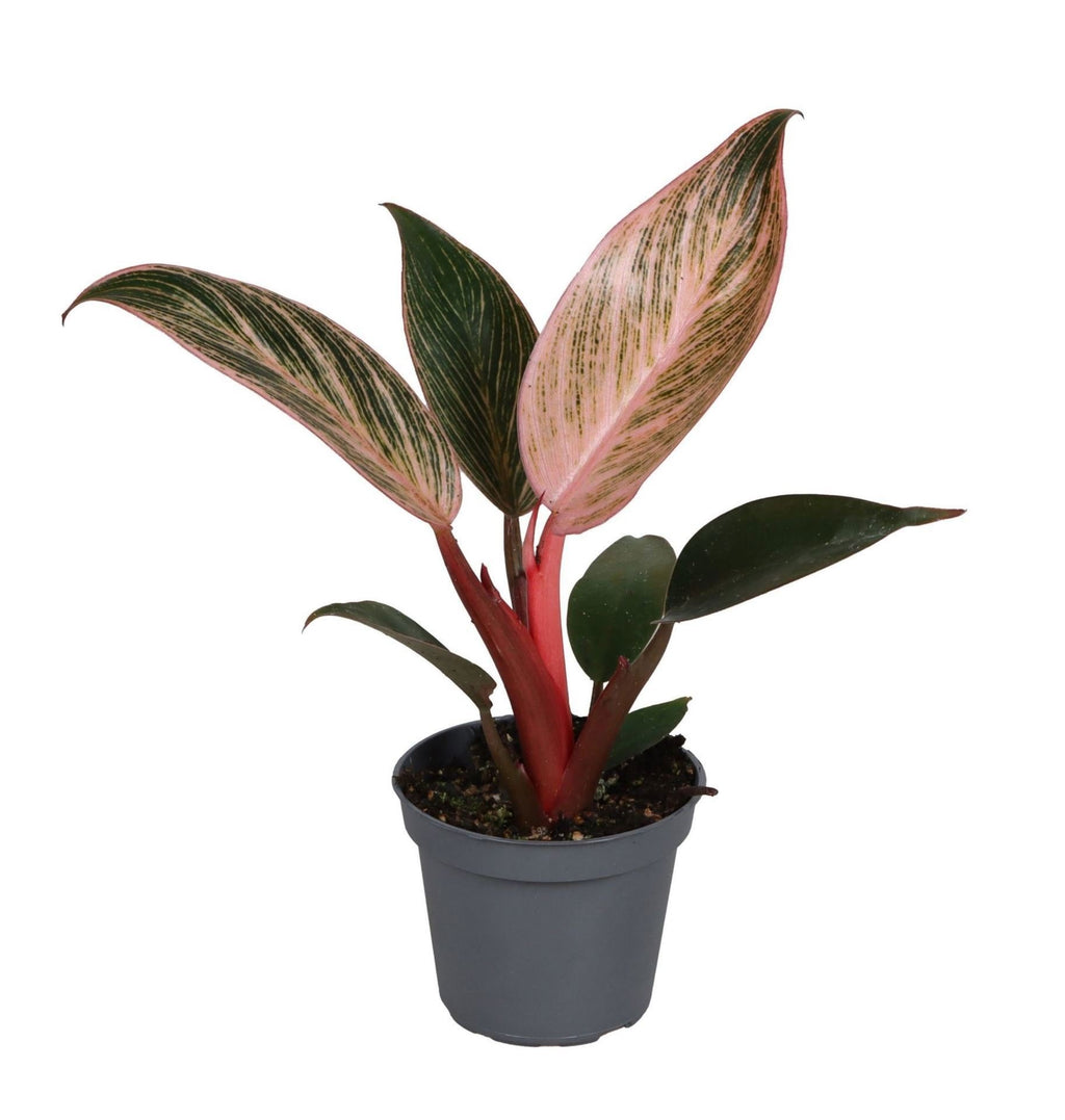Philodendron Pink Bikini – Ø6 cm, 10 cm de haut