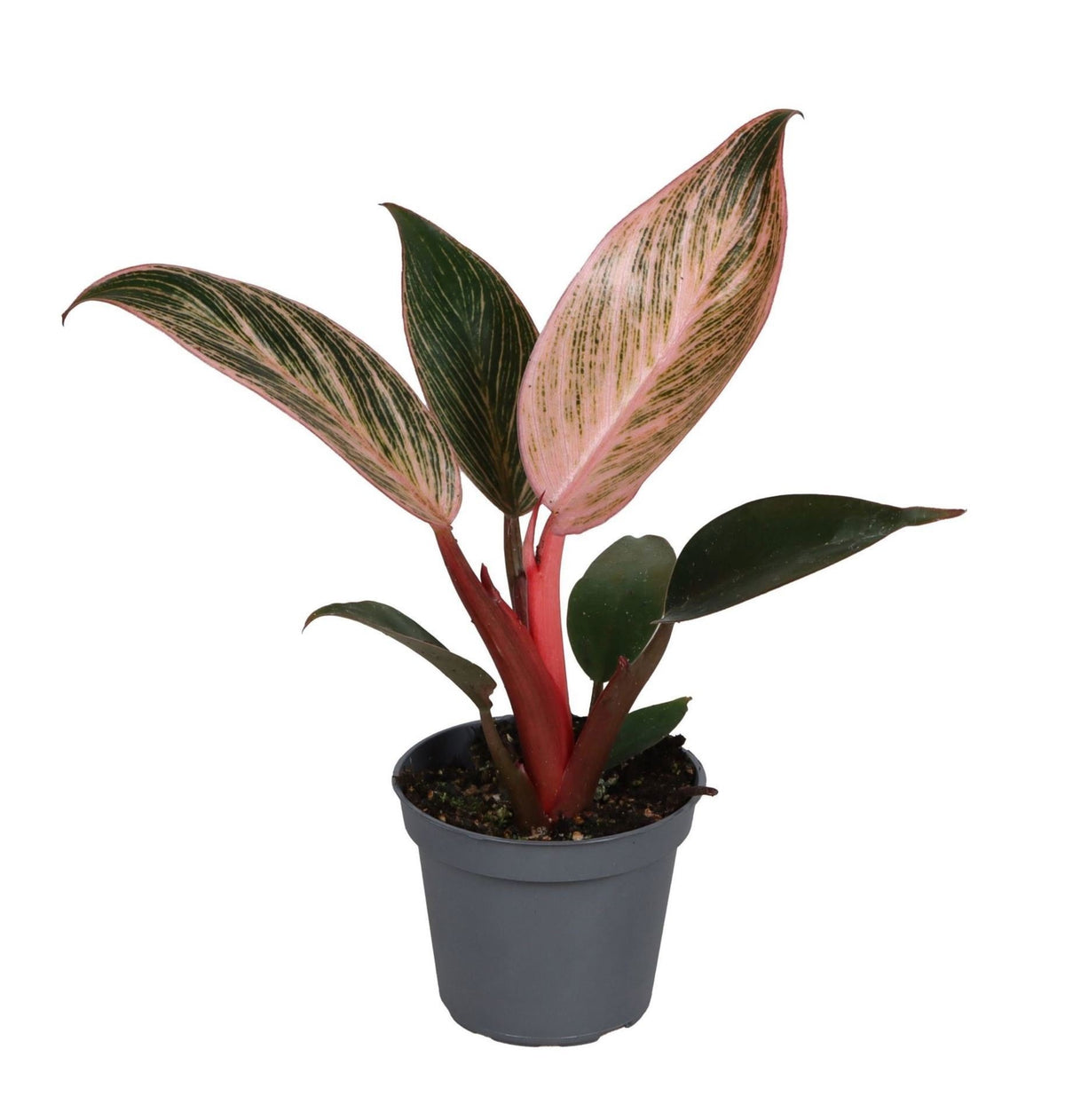 Philodendron Pink Bikini – Ø6 cm, 10 cm de haut