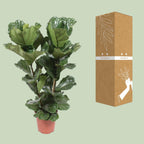 Ficus lyrata (Geigenblattscheibe) – Ø 27 cm, 100 cm hoch