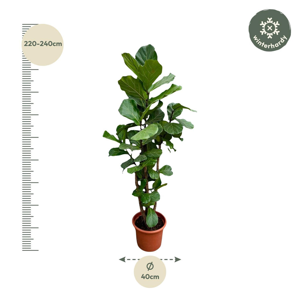 Ficus lyrata vertakt XXL (vioolbladplant) – Ø45 cm, 200 cm hoog