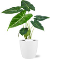 Alocasia Frydek (oreille d’éléphant) dans pot décoratif blanc de Bruxelles – Ø 12 cm, 35 cm de haut