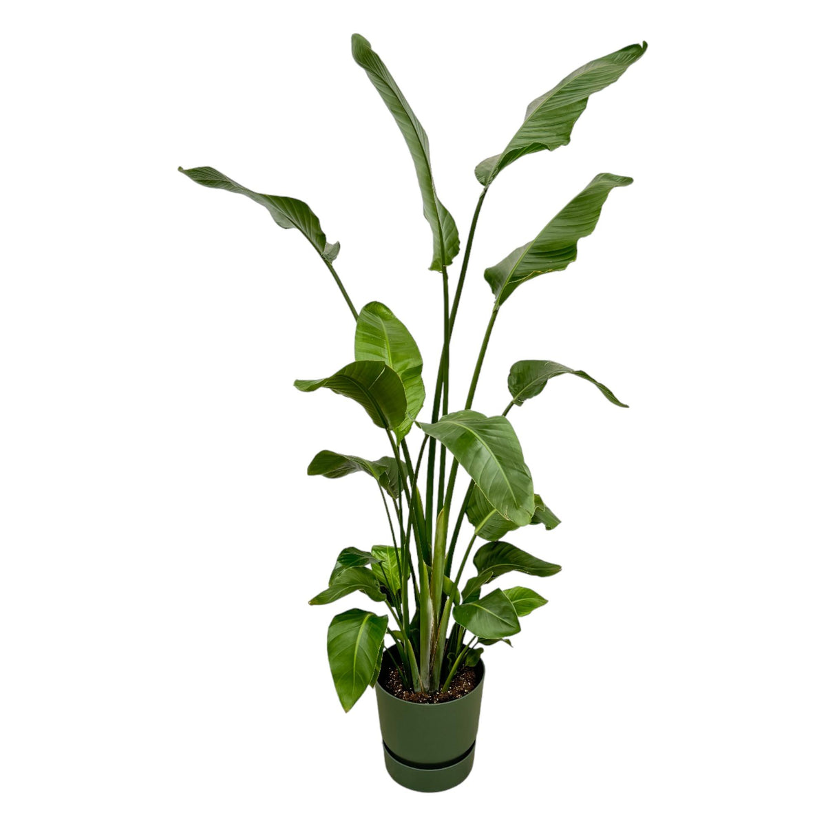 Strelitzia nicolai (white bird of paradise) in Greenville Round decorative pot green – Ø30 cm, 170 cm high