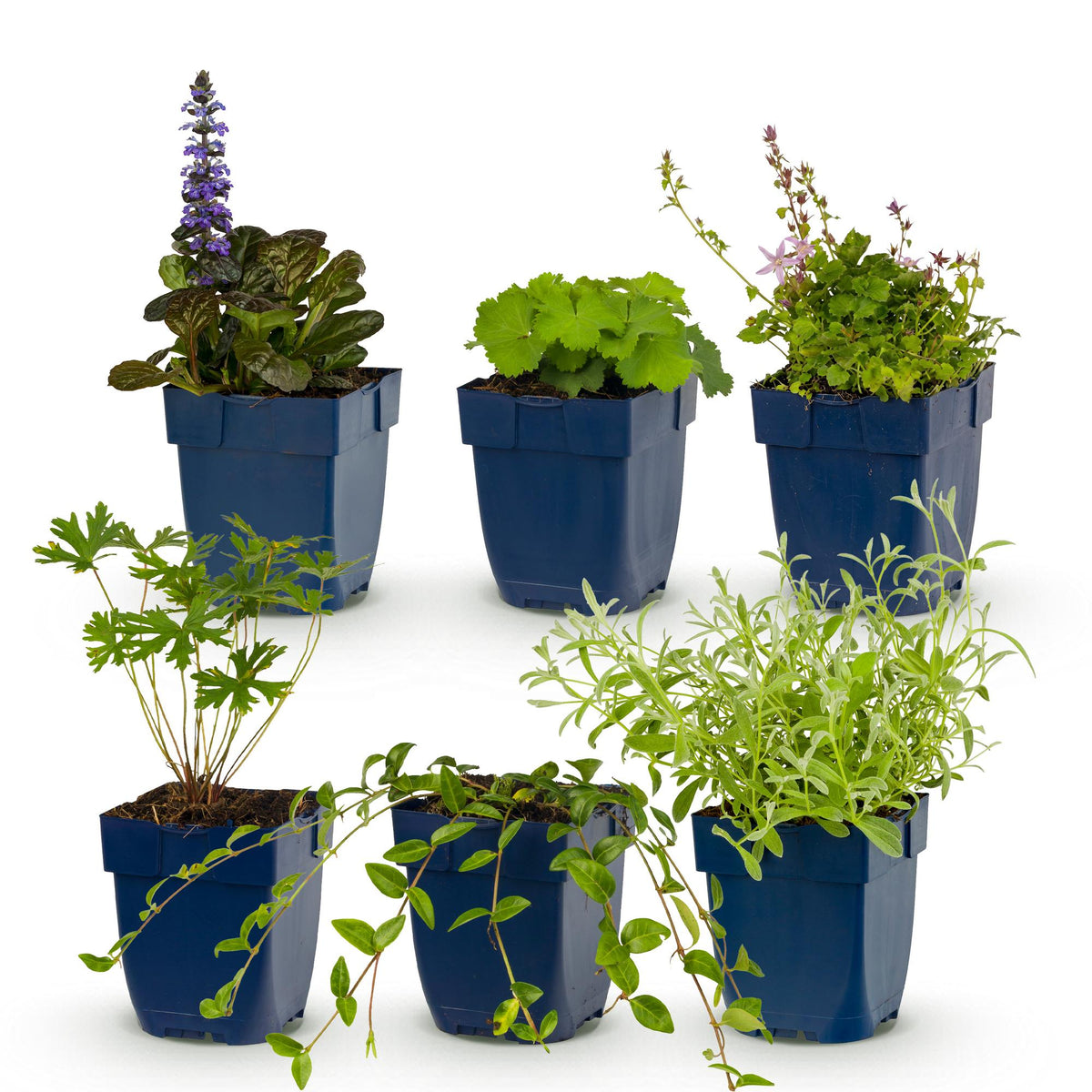 Borderpakket bodembedekend – 6 planten, Ø11 cm, 15–25 cm hoog