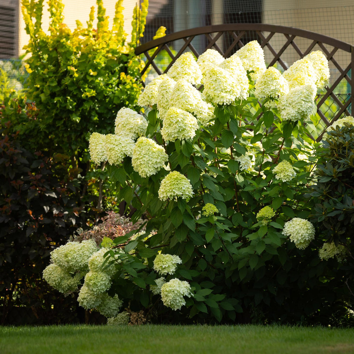 Hydrangea panniculata 'Limelight' (Rispenhortensie) – weiß-cremefarben – Ø 17 cm, 50 cm hoch – Bild 6