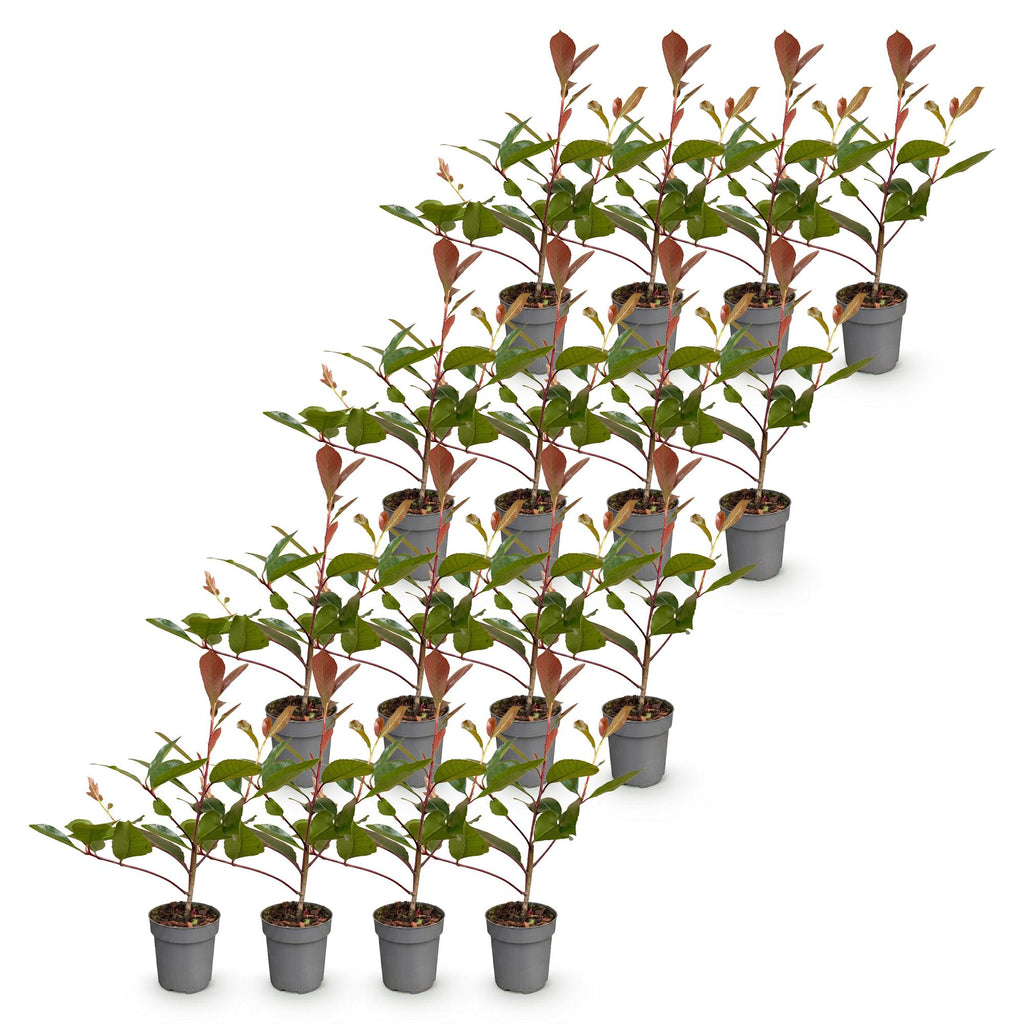 Photinia fraseri 'Red Robin' (photinia) – rouge – 16 plants, Ø9 cm, 25–35 cm de haut – photo 2