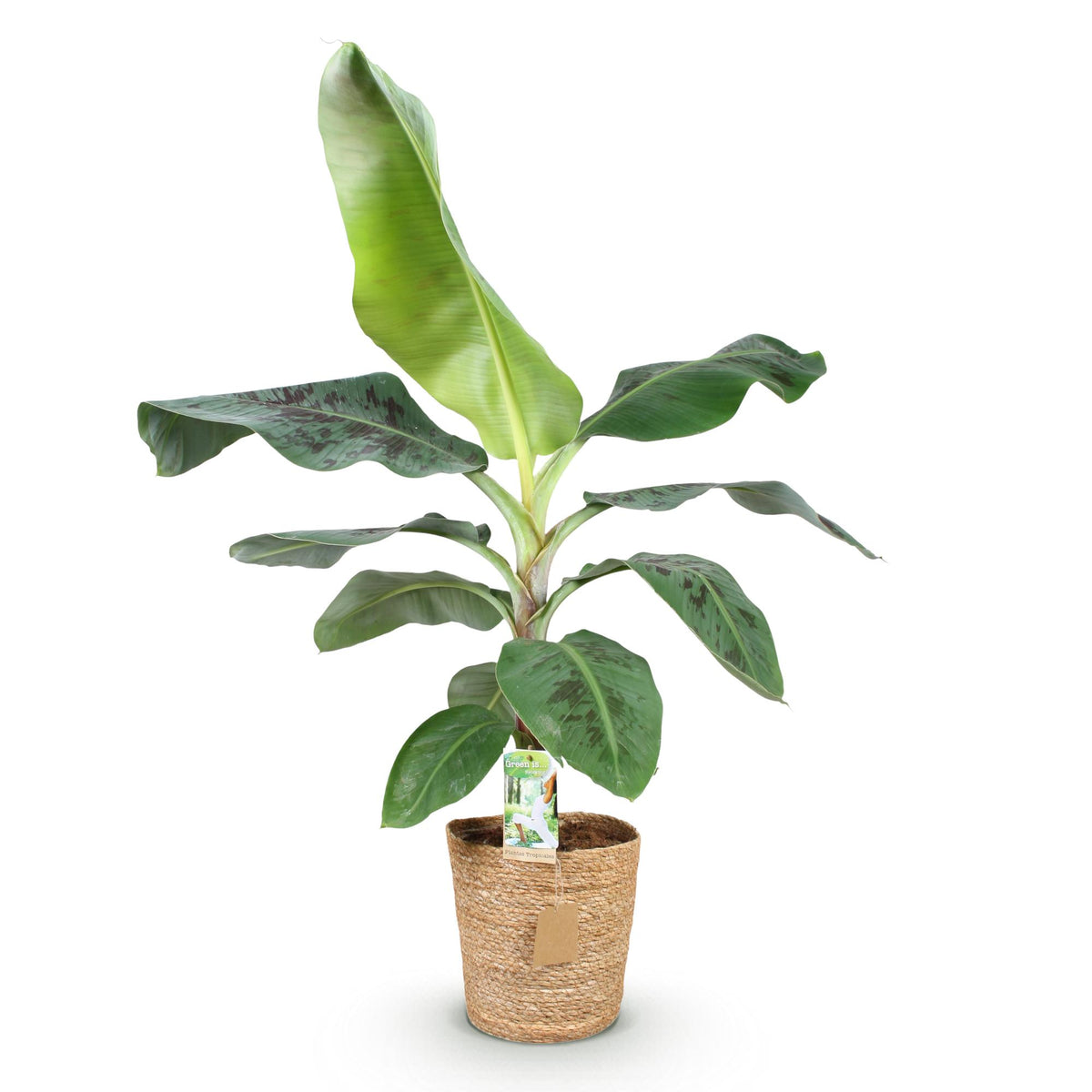 Musa acuminata Dwarf Cavendisch (bananenplant) met mand – Ø21 cm, 70–75 cm hoog – foto 2