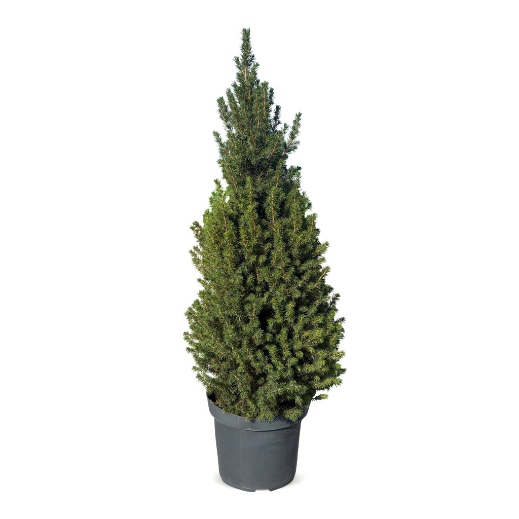 Picea glauca Conica (petit sapin de Noël) – Ø26 cm, 110 cm de haut