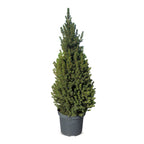 Picea glauca Conica (petit sapin de Noël) – Ø26 cm, 110 cm de haut