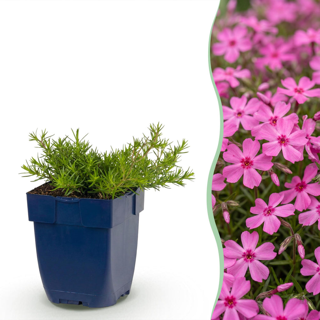 Phlox 'MacDaniel’s Cushion' (Leberblümchen) – dunkelrosa – 12 Pflanzen, Ø11 cm, 15–25 cm hoch