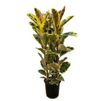 Arbuste Ficus elastica Tineke (plante caoutchouc) – Ø28 cm, 140 cm de haut