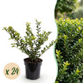Ilex crenata 'Covenxa' (Houx du Japon) – 24 plants, Ø9 cm, 20–30 cm de haut