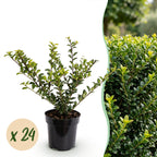Ilex crenata 'Covenxa' (Houx du Japon) – 24 plants, Ø9 cm, 20–30 cm de haut