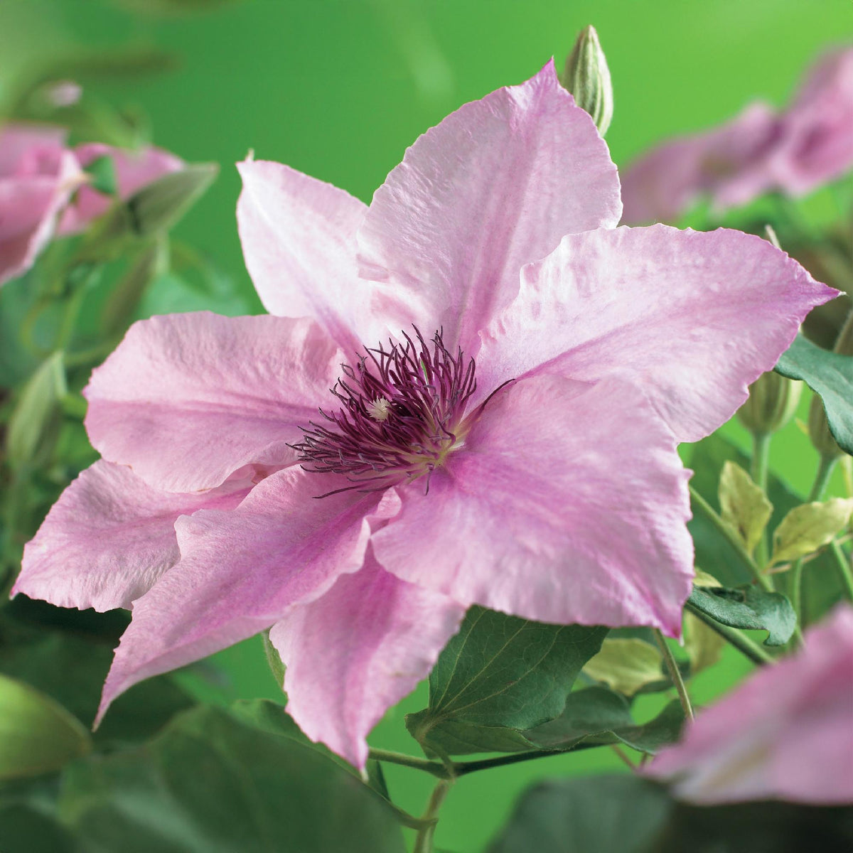 Clematis 'Pink Fantasy' (bosrank) – roze – 2 planten, Ø11 cm, 40 cm hoog