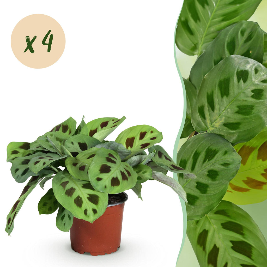 4× Maranta Fascinator Kerchoveana (Gebetsstaude) – Ø 12 cm, 30–35 cm hoch