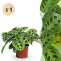4× Maranta Fascinator Kerchoveana (Gebetsstaude) – Ø 12 cm, 30–35 cm hoch