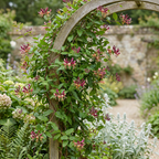 Lonicera henryi (chèvrefeuille de Henry) – jaune-rouge – 2 plantes, Ø9 cm, 35 cm de haut